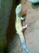 1 0 Leopardgecko 2 Jahre hypo