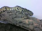 Schöne Königspyton Python Regius