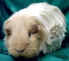 Sheltie - creme - weiblich - geb. 5. 1. 07