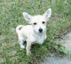 Chihuahua-Pinscher-Welpe 5 Monate