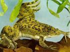 Suche naturfarbenen xenopus laevis im raum taunus ffm südhessen