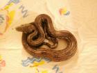Biete Boa c. imperator nachzuchten 07 kleinbleibende Honduras Variante