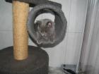 Kartäuser Katerchen