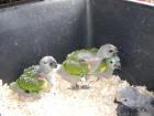 Graupapageienbabys Blaustirnamazonenbabys