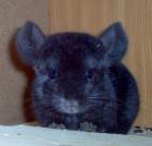 Chinchillas suchen liebevolles Zuhause.