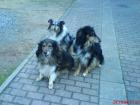 2 Colli-Rüden
