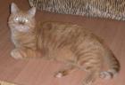 Gismo sucht ein neues zuhause