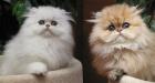 Perserbabys