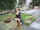 Süßer verspielter 6 Jahre junger Schäferhund-Huskymix