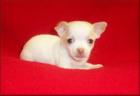 Bezaubernder Mann und weibliches chihuahua Hundchen vorbereiten