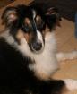 Hübscher Collie Welpe Hündin farbe tricolor zu verkaufen