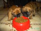 2 boxerwelpen Ein Rüde und eine Weibechen suchen ein zu Hause FP 450 Euro T 04