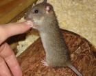 5 Ratten zwei Wilde Handaufzuchten und drei Farbis