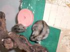 2 schnuckelsüße Dschungarenbabys abzugeben