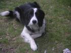 Border Collie Hündin 18 Monate