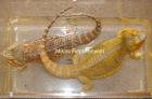 Farbbartagamen NZ 2022 Pogona Vitticeps abzugeben.