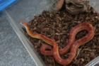 Kornnattern Pantherophis guttatus