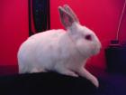 Albino Rassekaninchen Zubehör