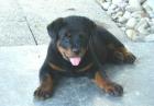 Rottweilerwelpe Rusty 3 Monate alt