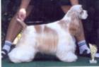 Amerikanischer Cockerspaniel