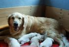 Golden Retriever Welpen