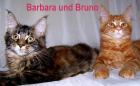 3 Perserkätzchen/kater bicolor schildpatt