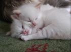 Ragdollbabys