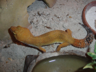 0 1 Tangerine Tornado Leopardgecko