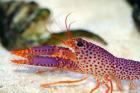 Biete Rot Violetten Riffhummer