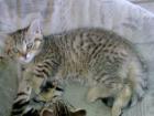 Britisch Kurzhaar Kätzchen Gold. Tabby Whiskas 13 Wo. Alt