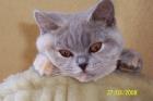 Suche Deckkater in creme mit Blutgruppe B