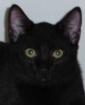 Liebes Katzenkind Zenon sucht verantwortungsvolles Zuhause