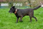 DENA - zauberhafte Hündin - Labrador-Mix - 8 5 Jahre - Tierhilfe-Franken e. V.