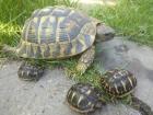 Landschildkröte hermanni hermanni NZ 2022