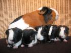 Meerschweinchen zu verkaufen