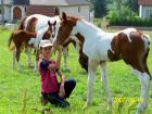 Paint u. Quarterhorses für Freizeit Turnier u. Zucht