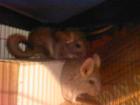 Chinchillas zum abgeben mit käfig