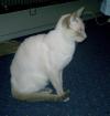 Siam-Deckkater cinnamon-point
