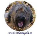 WELPEN KATALANISCHER SCHÄFERHUND GOS DATURA CATALA