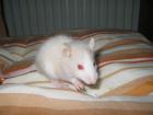 Bluemoonrats hat noch Welpen abzugeben