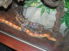 1 1 Kornnatter Black und Red Albino abzugeben