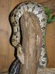 1 0 Boa constrictor constictor ggfs mit Terrarium abzugeben