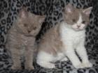 Selkirk Rex
