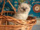 BKH Highlander Kitten in Point