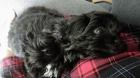 Welpe weiblich shihtzu/ Havaneser