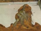 Pogona Henrylawsoni 0 0 7
