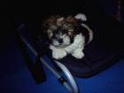 Edelmix Yorky - Shi Tzu Welpe Zubehör und Co.