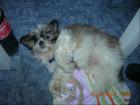 SÜSSER Shih Tzu welpe abzugeben ein Rüde