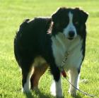 COAT TAILS COSMIC RAY Endlich in Deutschland