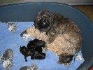 Tibet Terrier Welpen